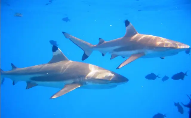 Scuba Diving in Bora Bora