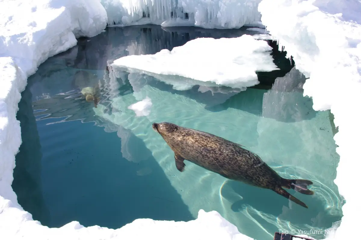 北海道のスキー場は目的で決めよう