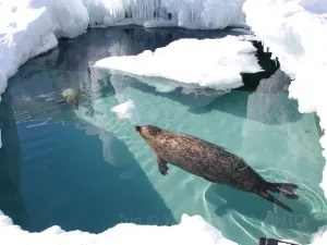 Asahiyama Zoo