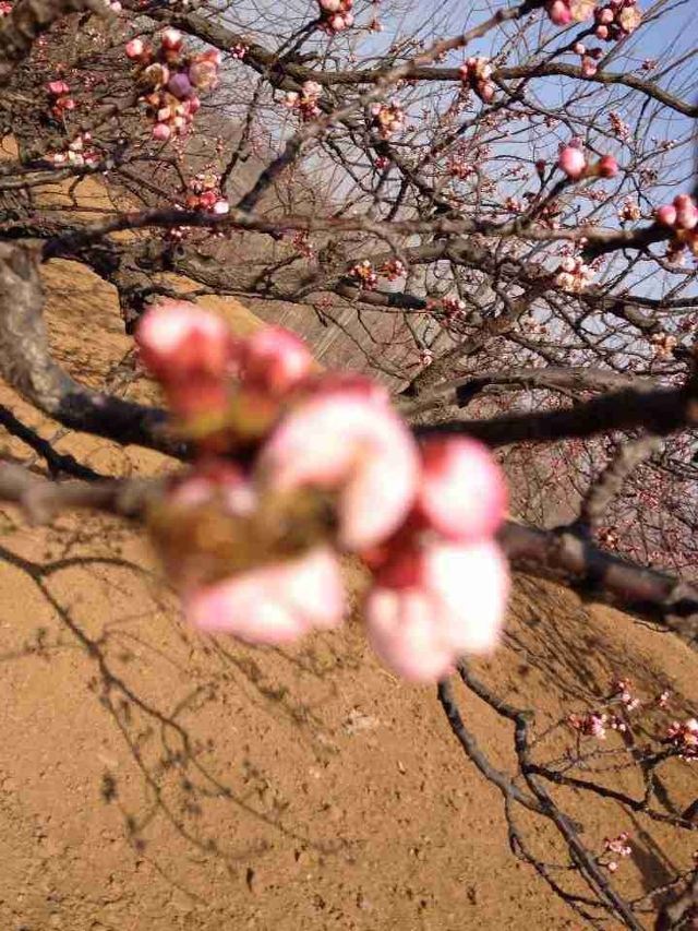 Diaowoyu