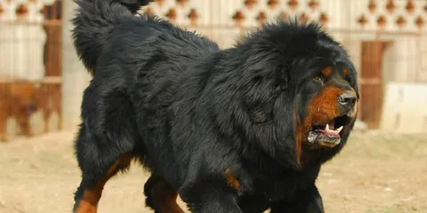 中國藏獒觀賞園總園