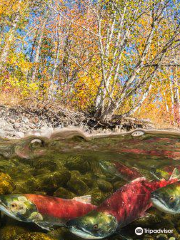 Adams River Salmon Run