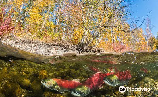 Adams River Salmon Run