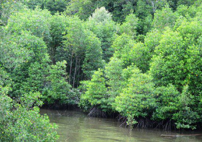 Pulau Selirong Forest Recreation Park