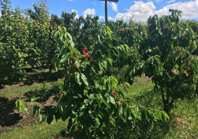 Orani Vineyard & Fruit Farm