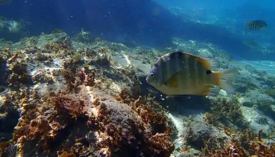 Hotels near Blue Holes