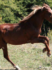 Living Roots Horse Ranch ( Lost Ridge )