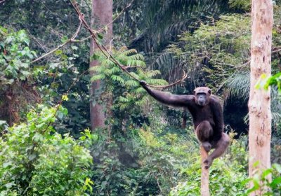 Mefou National Park