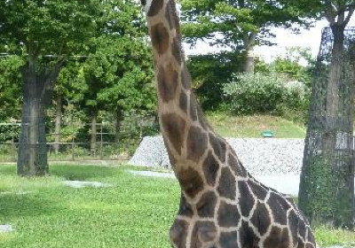 秋田市大森山動物園