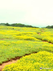 Kaas plateau