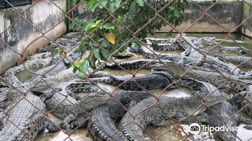 Asam Kumbang Crocodile Farm