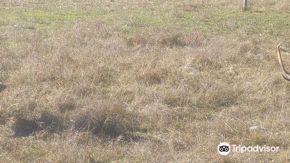 Natural Park Migliarino San Rossore Massaciuccoli
