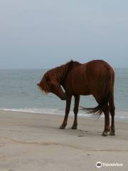 Assateague Island National Seashore