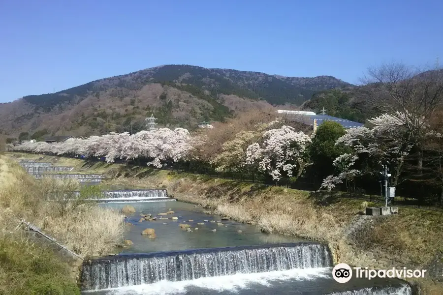 Miyaginohayakawa River Bank