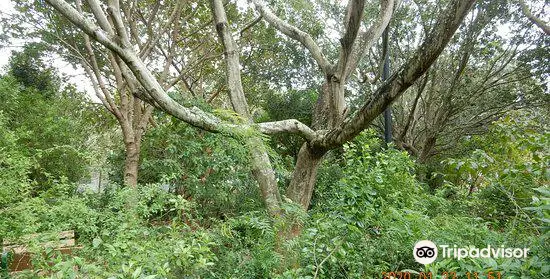 Robert J Huckshorn Arboretum