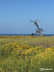 Carpinteria Bluffs Nature Preserve