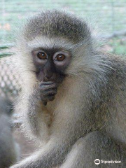 Vervet Monkey Foundation