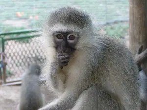 Vervet Monkey Foundation