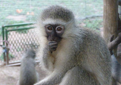 Vervet Monkey Foundation