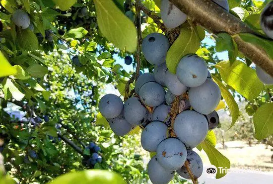 O'Dell's Organic Orchard