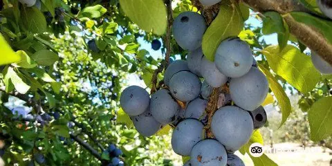 O'Dell's Organic Orchard