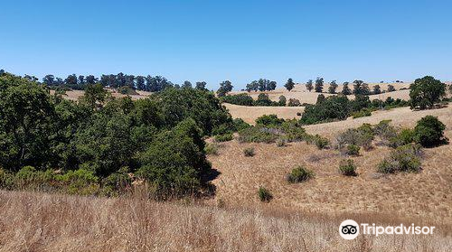 Pearson-Arastradero Preserve