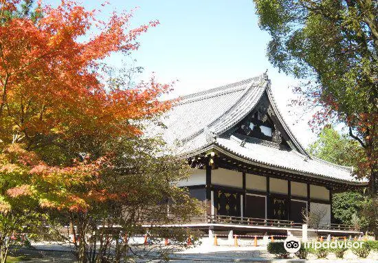 Omuro Zakura (Cherry Blossoms)