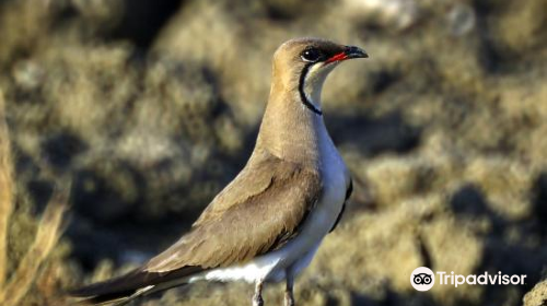 Riserva Naturale Biviere