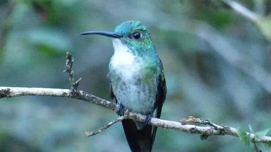 Yerettê - Home of the Hummingbird
