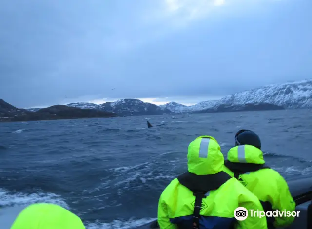 Whale Watching At Sea in Tromso
