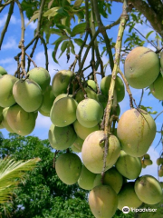 Mango Garden Belapur