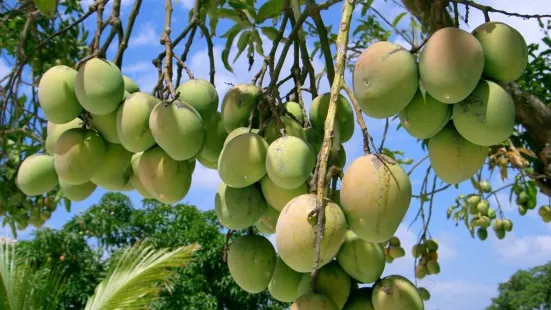 Mango Garden Belapur