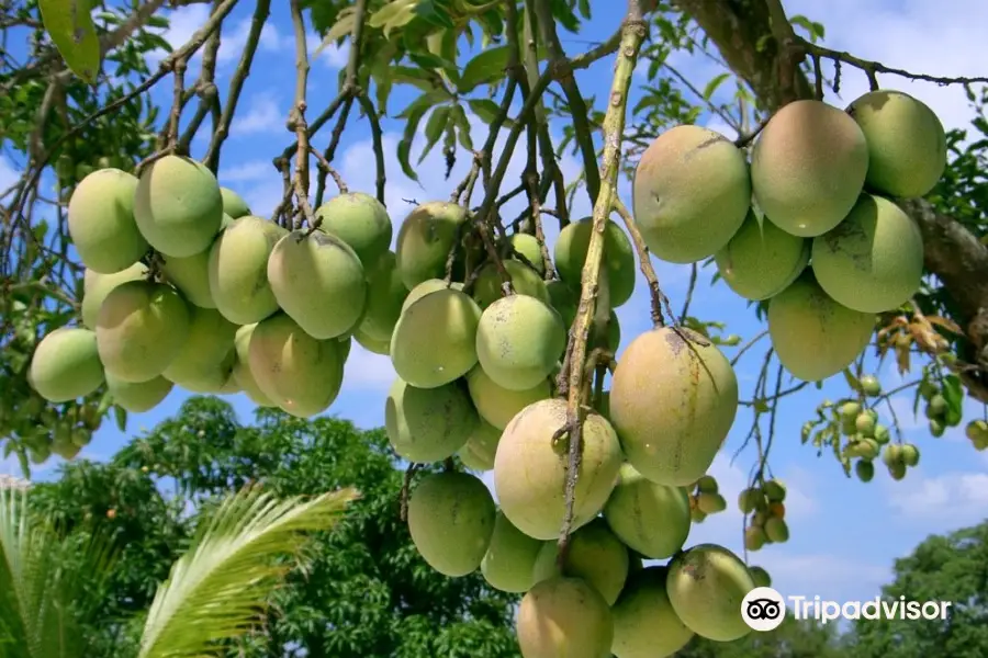 Mango Garden Belapur