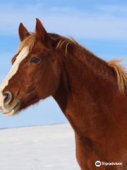 Ferme Equestre & Pédagogique de Chantaigut