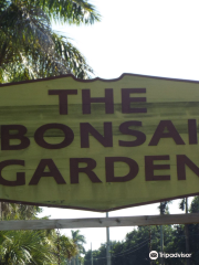 Miami Tropical Bonsai