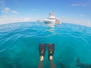 Starfish Snorkeling