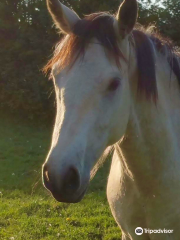 Danville House Farm Equestrian and cottages