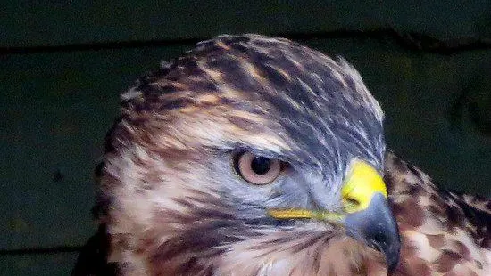 Gentleshaw Birds of Prey and Wildlife Centre