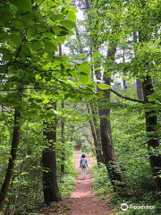 Sarugamori Hiba Maibotsu Forest