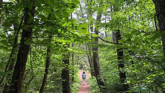 Sarugamori Hiba Maibotsu Forest