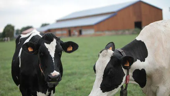 La Ferme des Delices