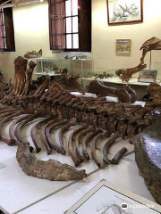 Museo Paleontologico y Arqueologico