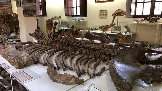 Museo Paleontologico y Arqueologico