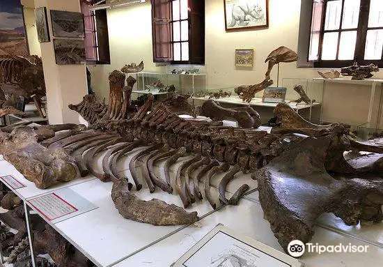 Museo Paleontologico y Arqueologico