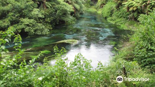 Te Waihou  walkway and the Blue Spring