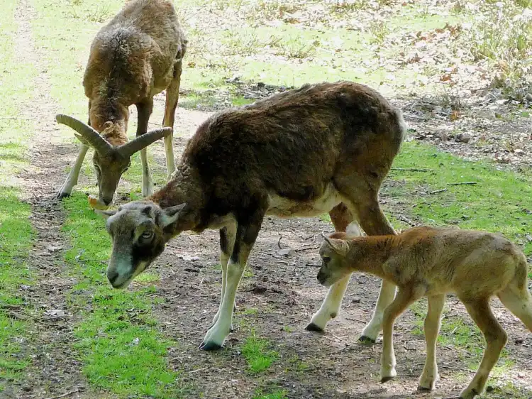 Hotels in der Nähe von Wildpark