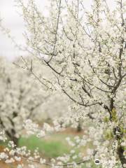 Ballinaclash Orchard and Cellar Door