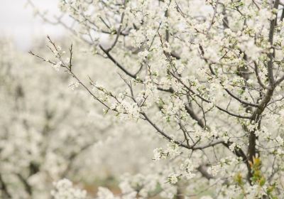 Ballinaclash Orchard and Cellar Door