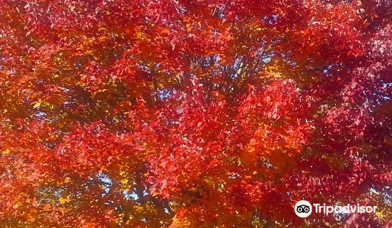 Village of Yesteryear