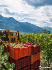 Grosjean Vins - Vini biologici in Valle d'Aosta